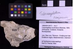 Foto (Objekt + Etiketten) von Cracensigillatus acutirostrus (Moericke, 1889) (NHMW-GEO-1990-0041-0473)